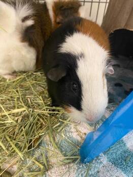 Rescue Guinea Pig Guinea Pigs for Adoption in Norfolk, Virginia - Wilbur | PetCurious
